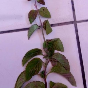 Photographie n°2236718 du taxon Mentha aquatica L. [1753]