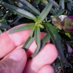 Photographie n°2236751 du taxon Antirrhinum majus L. [1753]