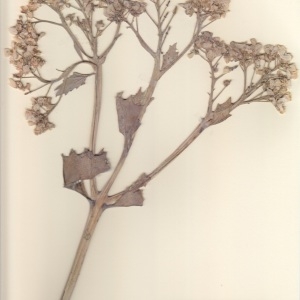 Photographie n°2236752 du taxon Crambe maritima L. [1753]
