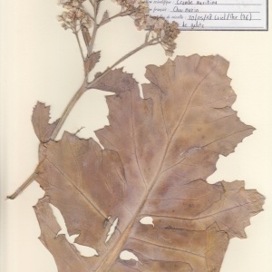 Photographie n°2236753 du taxon Crambe maritima L. [1753]