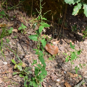 Photographie n°2236828 du taxon Atriplex prostrata Boucher ex DC. [1805]