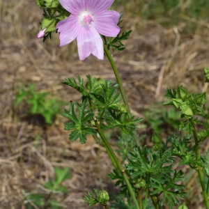 Photographie n°2236835 du taxon Malva moschata L. [1753]