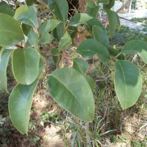 Photographie n°2236894 du taxon Ligustrum lucidum W.T.Aiton [1810]