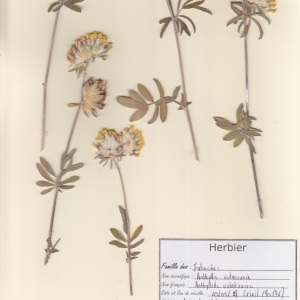 Photographie n°2236917 du taxon Anthyllis vulneraria L. [1753]