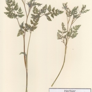 Photographie n°2236919 du taxon Anthriscus caucalis M.Bieb. [1808]