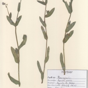 Photographie n°2236921 du taxon Myosotis arvensis (L.) Hill [1764]