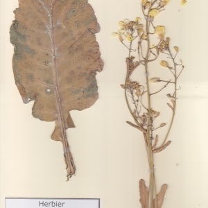 Photographie n°2236923 du taxon Brassica oleracea L. [1753]