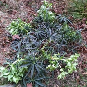 Photographie n°2236929 du taxon Helleborus foetidus L. [1753]