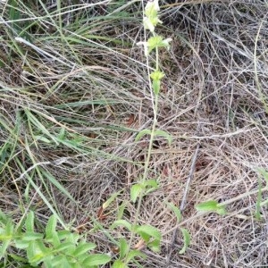 Photographie n°2236988 du taxon Stachys recta L. [1767]