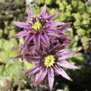 Photographie n°2237014 du taxon Sempervivum montanum L. [1753]