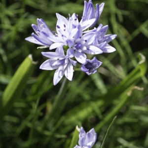 Photographie n°2237022 du taxon Tractema umbellata (Ramond) Speta [1998]