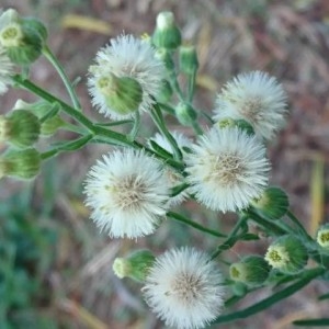 Photographie n°2237075 du taxon Erigeron sumatrensis Retz. [1810]