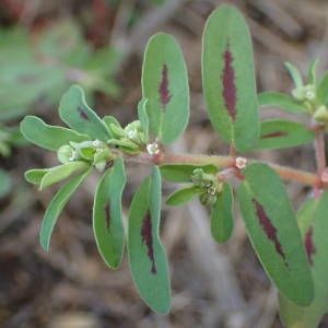 Photographie n°2237078 du taxon Euphorbia maculata L. [1753]