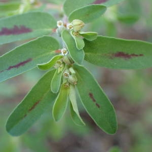 Photographie n°2237080 du taxon Euphorbia maculata L. [1753]