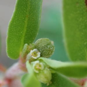 Photographie n°2237083 du taxon Euphorbia maculata L. [1753]