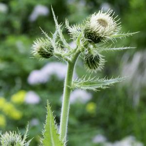  - Cirsium carniolicum Scop. [1772]