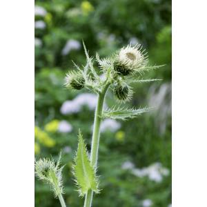 Cirsium carniolicum Scop. (Cirse de Carniole)