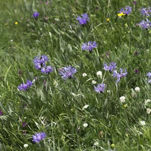 Photographie n°2237152 du taxon Cyanus montanus (L.) Hill