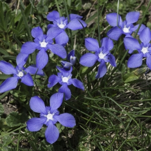 Photographie n°2237171 du taxon Gentiana verna L.