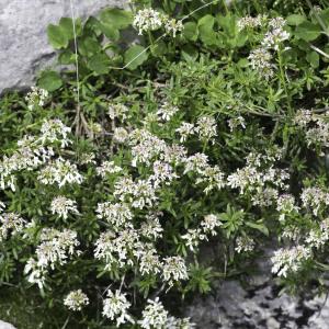 Photographie n°2237222 du taxon Iberis sempervirens L.