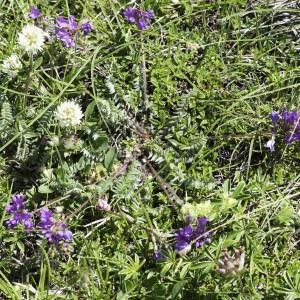 Photographie n°2237242 du taxon Oxytropis foucaudii Gillot [1895]