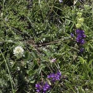 Photographie n°2237243 du taxon Oxytropis foucaudii Gillot [1895]