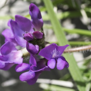 Photographie n°2237245 du taxon Oxytropis foucaudii Gillot [1895]