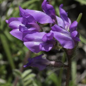 Photographie n°2237246 du taxon Oxytropis foucaudii Gillot [1895]