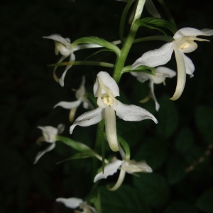 Photographie n°2237312 du taxon Platanthera bifolia (L.) Rich. [1817]