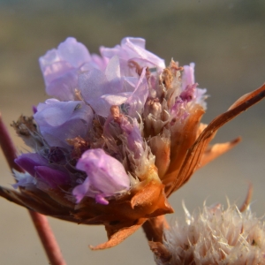 Photographie n°2237324 du taxon Armeria arenaria (Pers.) Schult. [1820]