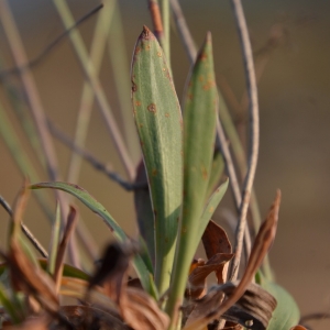 Photographie n°2237325 du taxon Armeria arenaria (Pers.) Schult. [1820]