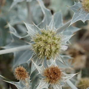 Photographie n°2237394 du taxon Eryngium maritimum L. [1753]