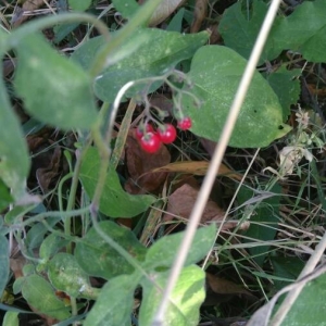 Photographie n°2237396 du taxon Solanum dulcamara L. [1753]