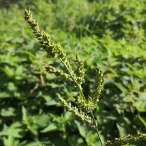 Photographie n°2237438 du taxon Echinochloa crus-galli (L.) P.Beauv. [1812]