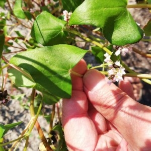 Photographie n°2237600 du taxon Fagopyrum esculentum Moench [1794]