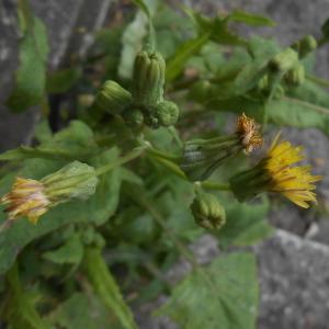 Photographie n°2237613 du taxon Sonchus oleraceus L. [1753]