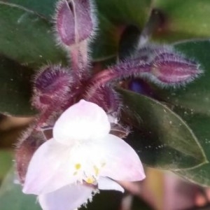 Photographie n°2237622 du taxon Tradescantia fluminensis Vell. [1829]