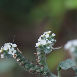 Photographie n°2237636 du taxon Heliotropium europaeum L. [1753]