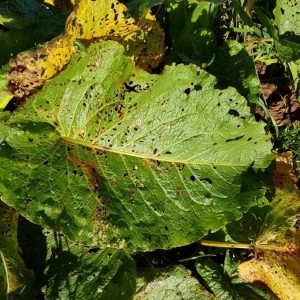 Photographie n°2237643 du taxon Rumex alpinus L. [1759]