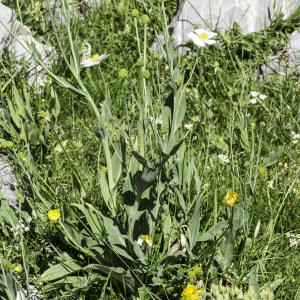 Photographie n°2237657 du taxon Ranunculus amplexicaulis L. [1753]