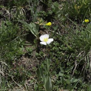 Photographie n°2237663 du taxon Ranunculus amplexicaulis L. [1753]