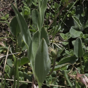 Photographie n°2237665 du taxon Ranunculus amplexicaulis L. [1753]