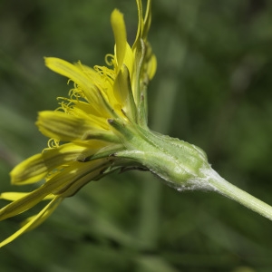 Photographie n°2237705 du taxon Scorzonera aristata Ramond ex DC. [1805]