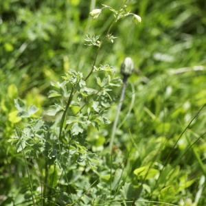 Photographie n°2237737 du taxon Thalictrum minus L. [1753]