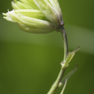 Photographie n°2237741 du taxon Thalictrum minus L. [1753]