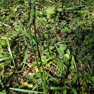 Photographie n°2237782 du taxon Spiranthes spiralis (L.) Chevall. [1827]