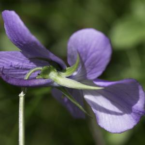 Photographie n°2237786 du taxon Viola cornuta L. [1763]