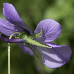 Photographie n°2237787 du taxon Viola cornuta L. [1763]