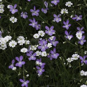 Photographie n°2237788 du taxon Viola cornuta L. [1763]