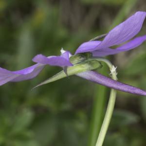 Photographie n°2237790 du taxon Viola cornuta L. [1763]